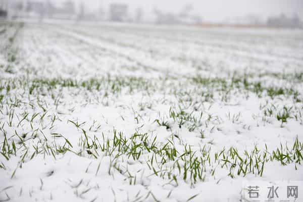 11月下旬播种的小麦，12月中旬刚出苗，遇到下雪能撒尿素吗？