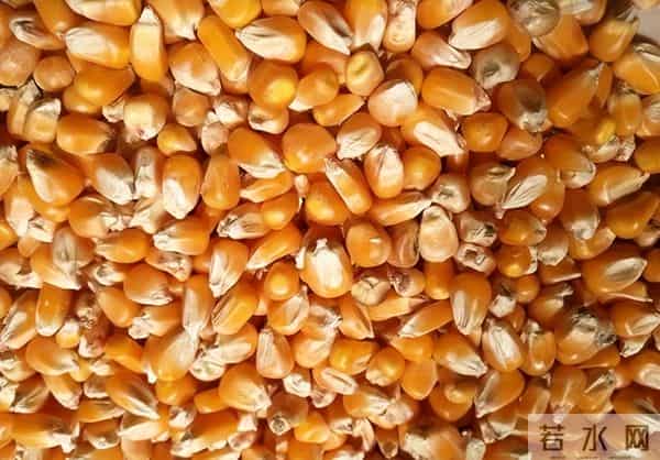 垄断中国90%粮食种子市场！美国若发动粮食战争，我们还有饭吃吗