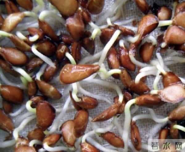 12 月育苗必看！番茄辣椒育苗指南：5步育出壮苗，开春一栽就活