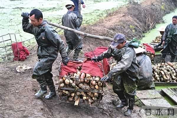 日采2万斤，远销欧美！藕塘莲藕又迎大丰收