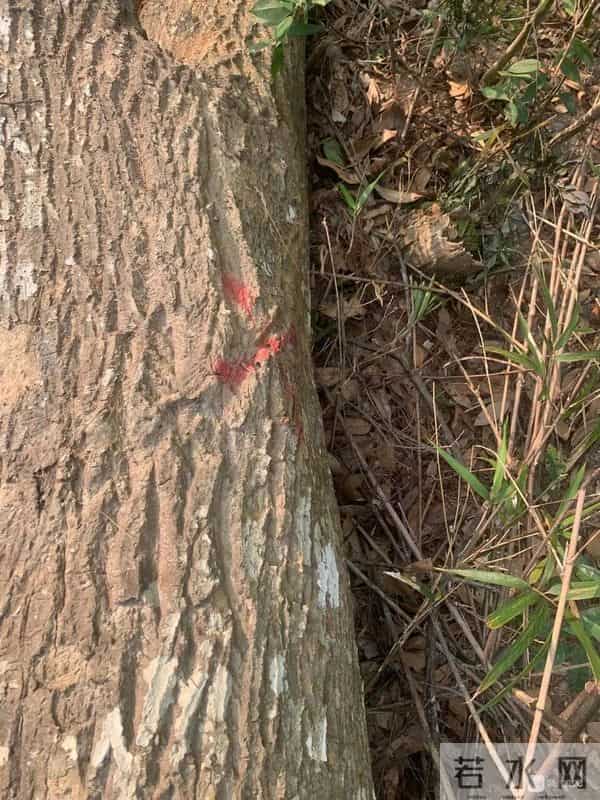 事发延平！我家祖坟的百年古树被砍了，对方耍赖不赔偿