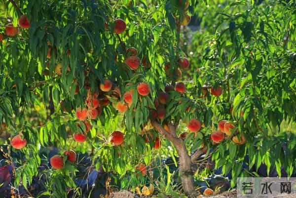 2025年末桃农种植与市场行情观察