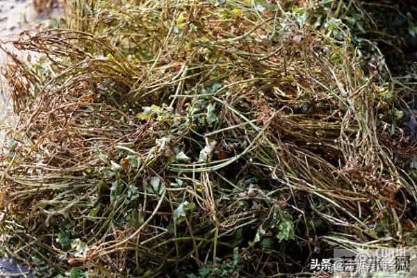 农村6种"零成本"饲料晒干粉碎喂羊，成本降一半！养殖户必看