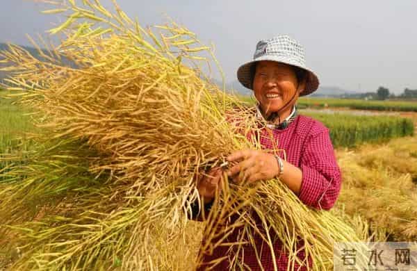 中央经济工作会议首提“城乡居民增收计划”，农民收入怎么增？