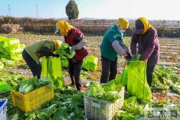 冬储白菜成回忆!全国果蔬随便挑,菜篮子藏着大秘密