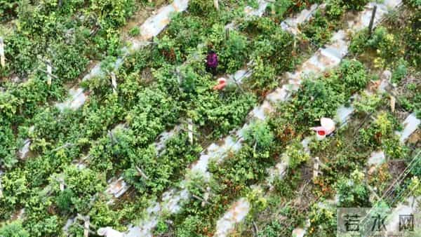 试种成功！弥勒的她年增收30万