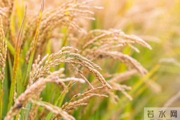 高层明确：经济大省必须挑大梁，“粤苏浙鲁豫川”未来责任重大