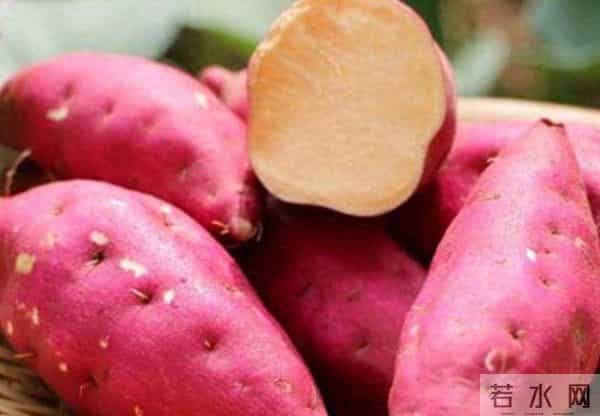 中国哪里的红薯最好吃？认准这3个品种买，软糯香甜，细腻无纤维
