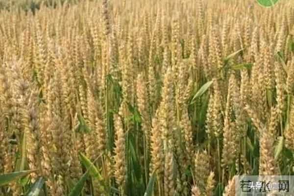 12月12日小麦真要涨？最新行情出炉！“涨红破高”到底能不能成？