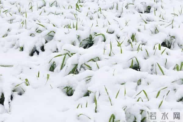 11月下旬播种的小麦，12月中旬刚出苗，遇到下雪能撒尿素吗？