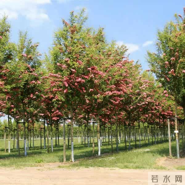 种苹果不挣钱？不妨种点英格兰山楂，8~9年后，一棵能卖10000多