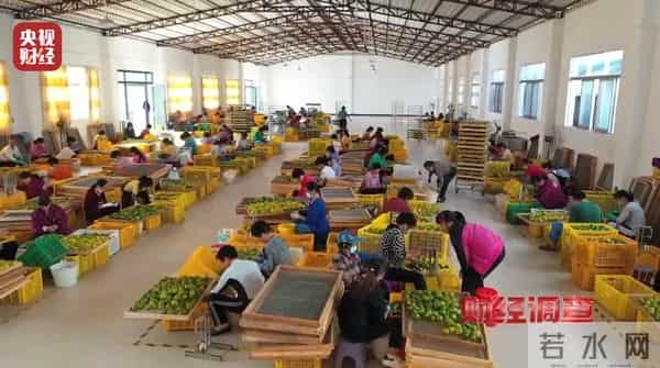 产地造假、年份速成、无视监管!总台曝光新会陈皮市场乱象