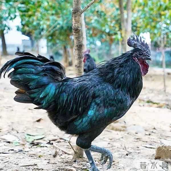 实拍农村赚钱新路子：养五黑鸡180元-只，年入10万4个技巧不踩坑