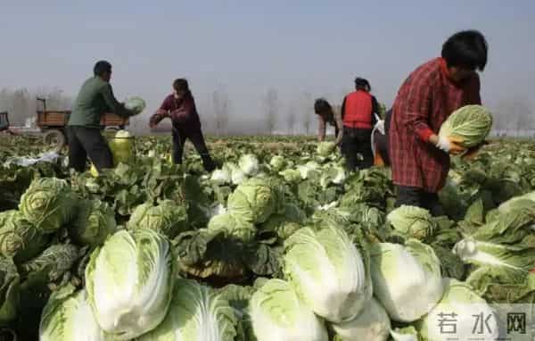 河南浚县超八千亩白菜进入采收期，迎来大丰收，产量可观！