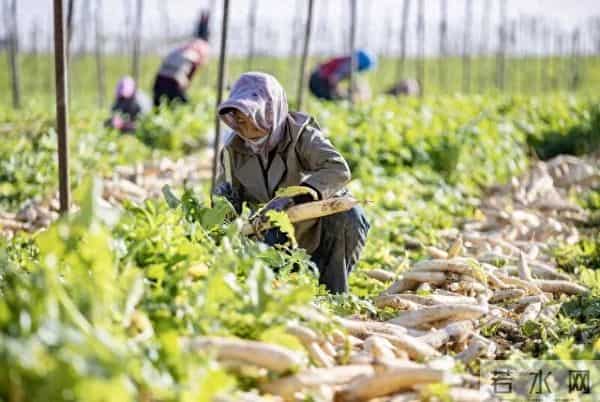 中央经济工作会议首提“城乡居民增收计划”，农民收入怎么增？