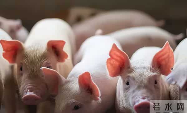 12月13日猪价：寒潮来袭，政策托底，猪价能否改变颓势？