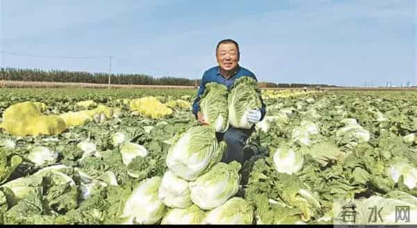 河南浚县超八千亩白菜进入采收期，迎来大丰收，产量可观！
