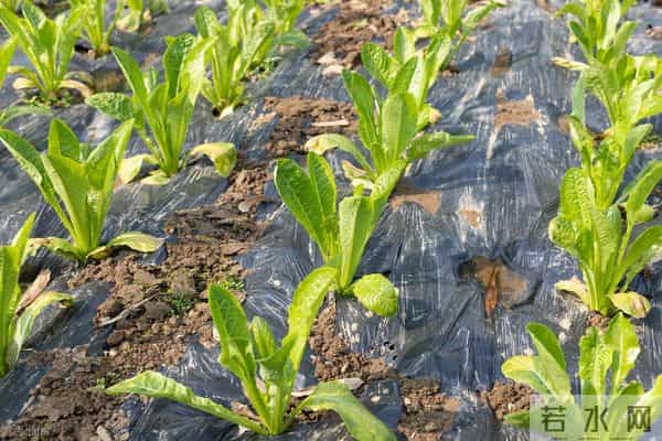 大雪节气还能栽露地莴苣吗？老话说：只要窝能开，莴苣就能栽！