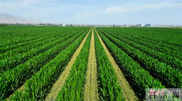 2025年甘肃省粮食产量首次突破1300万吨大关