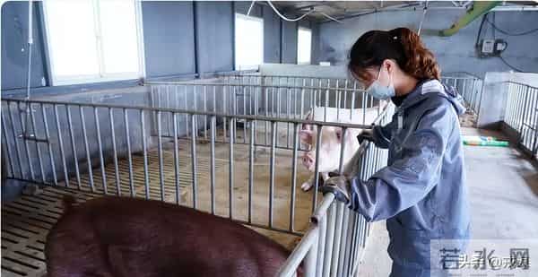 从20元到5元！猪价崩了？巨头早靠卖香肠赚钱，散户还在赌周期