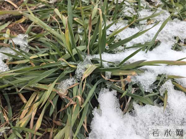 多地降雪如期而至，降雪降温会给小麦带来冻害吗？抓紧了解