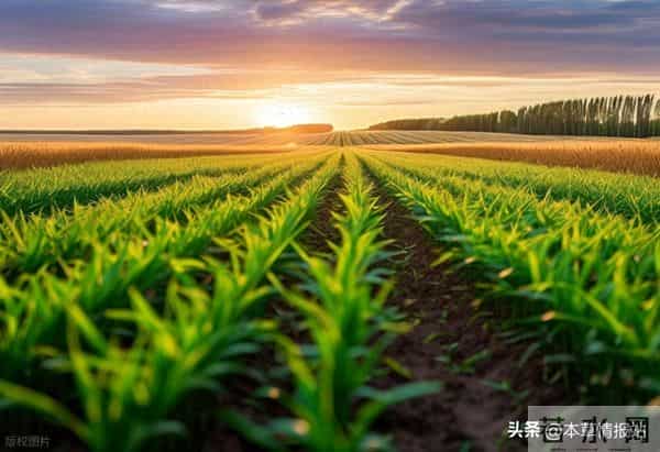 小麦从1500到2000斤！老农手把手教你用“土办法+新科技”提产量