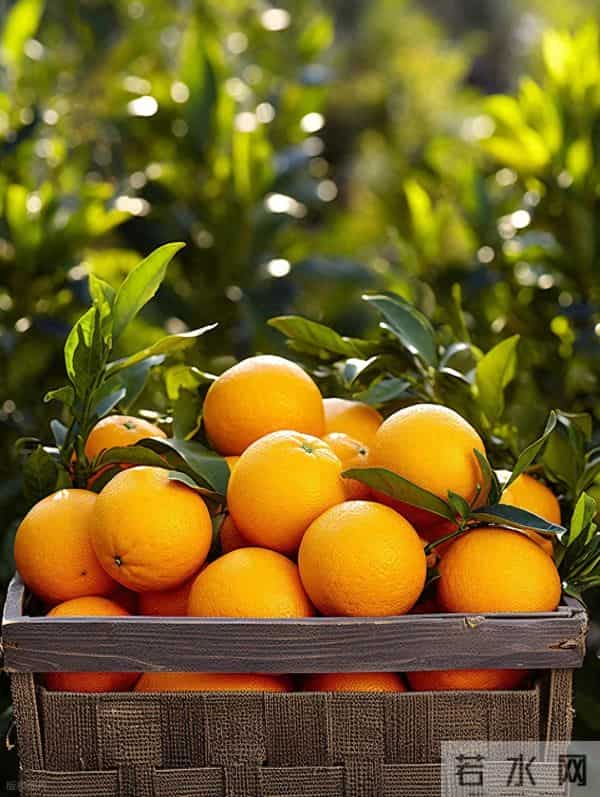 首批赣南脐橙出口迪拜 共2000箱3万公斤！