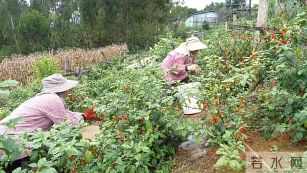 试种成功！弥勒的她年增收30万