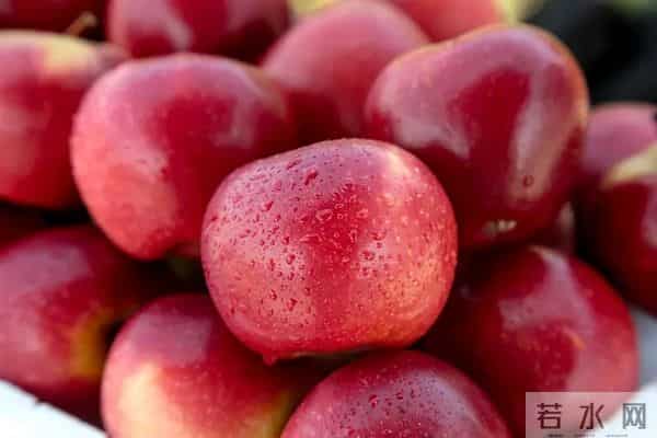 这些优质高产苹果品种，果农看过来