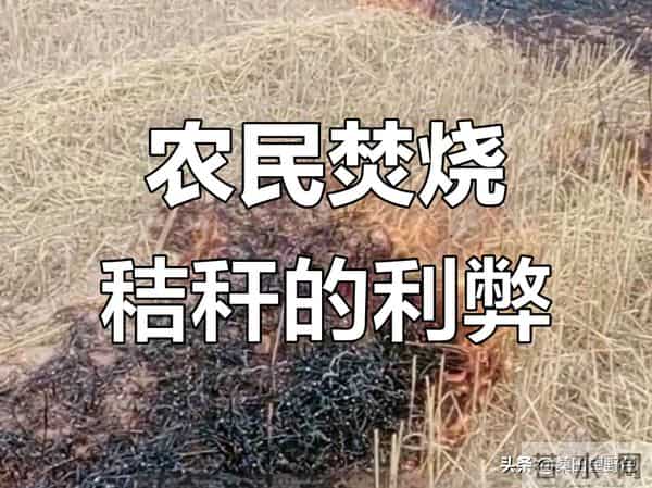 秸秆焚烧争议不休：中国新规有调整，国外做法很实在！