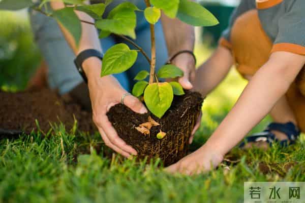 农村被嫌弃的"杂木"，其实是"黄金木"，比黄花梨还珍贵