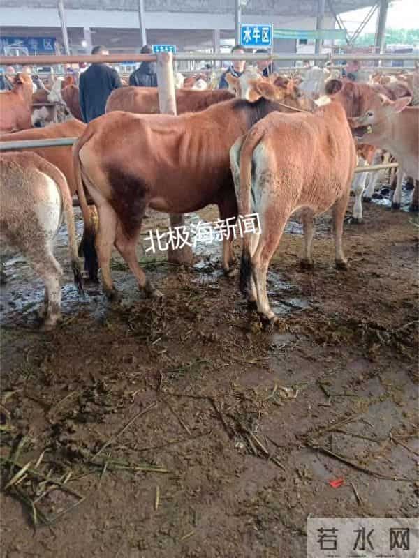 【原创新闻】广西河池：同样违法的两家牲畜市场，一家在半年前被关停，另一家至今仍在正常经营……