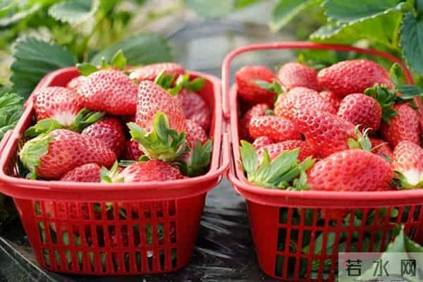 “膨大剂”催熟草莓这个月大量上市？记者调查