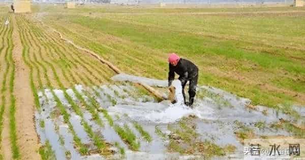 晚播小麦要注意，两种“错误”方法不可取，晚播麦田需延后管理！