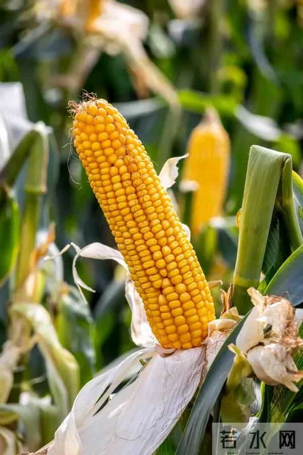 这些高产玉米品种，帮农民稳提收成