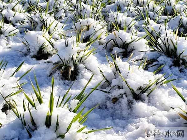 多地降雪如期而至，降雪降温会给小麦带来冻害吗？抓紧了解