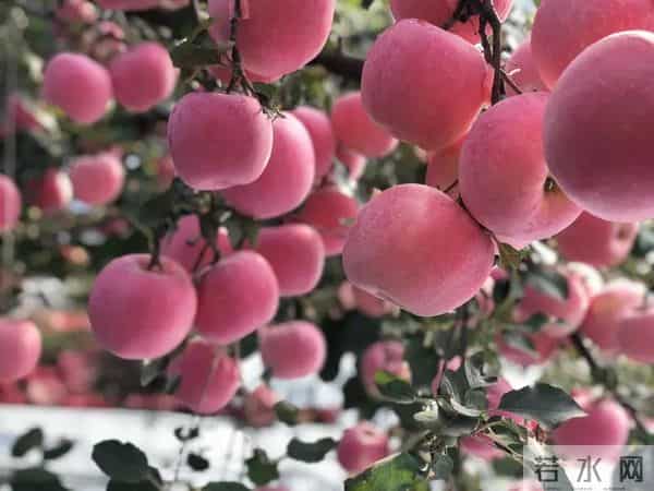 这些优质高产苹果品种，果农看过来
