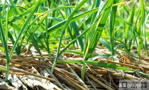 马上冬至了,还能种菜吗?7种耐寒品种清单,抗寒易活有鲜菜