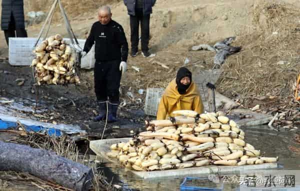 荷塘里挖出“白玉簪”——衡水市冀州区后冢村冬日采藕见闻