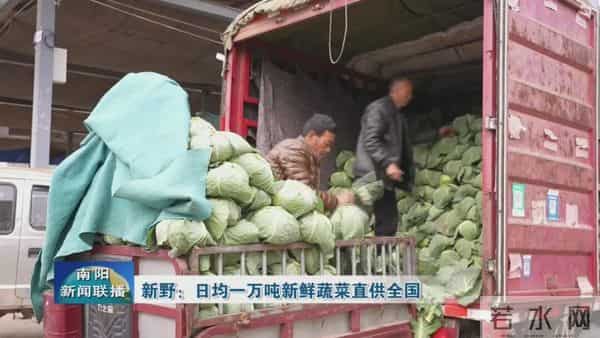 新野：日均一万吨新鲜蔬菜直供全国