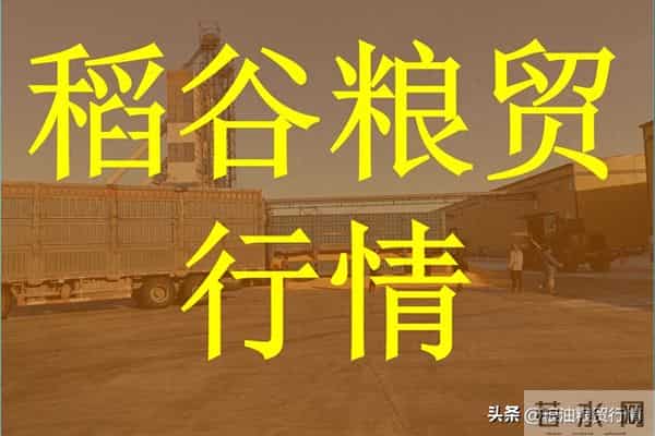 2025年12月14日江苏、湖北稻谷市场行情抢先看！