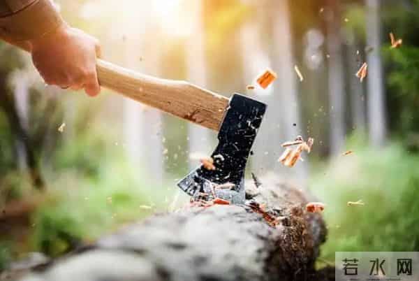 农村被嫌弃的"杂木"，其实是"黄金木"，比黄花梨还珍贵