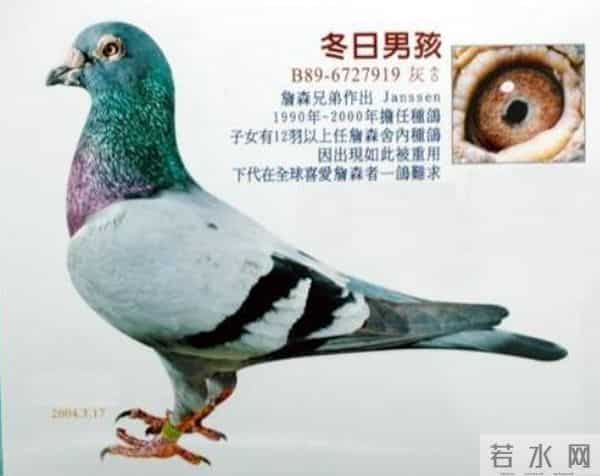 公棚全能鸽体型是这样的