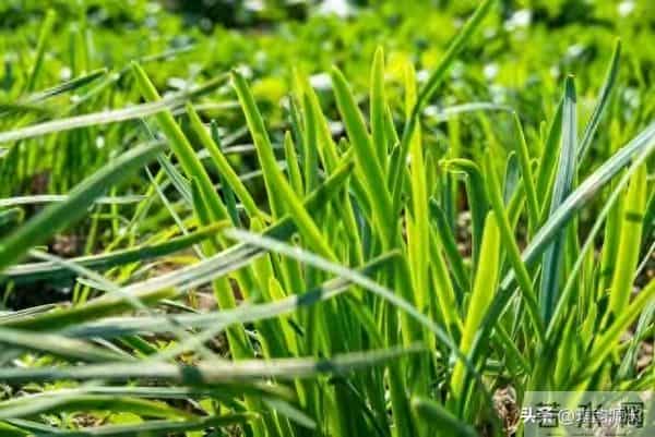 大雪后韭菜别不管！抓住15天养根黄金期，开春产量碾压邻居家！