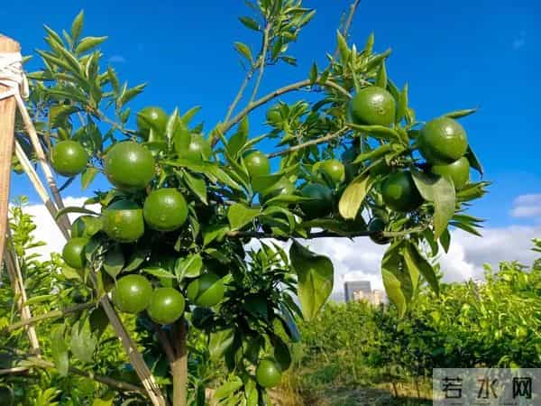 小果树快速长大成型的实用技巧