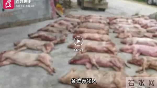 损失惨重!重庆一养殖户3天死390头猪,当地政府:死猪已妥善处置