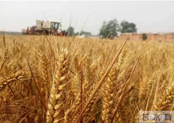 12月12日小麦真要涨？最新行情出炉！“涨红破高”到底能不能成？