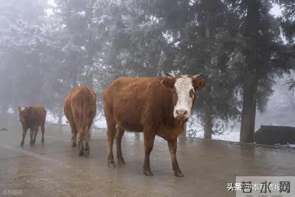 未来几年猪牛羊养殖前景深度解析:政策、行情、技术全透视
