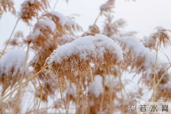 今年冬至在“夜晚”！老话“夜晚冬至雪堵门”，今冬会极冷吗？