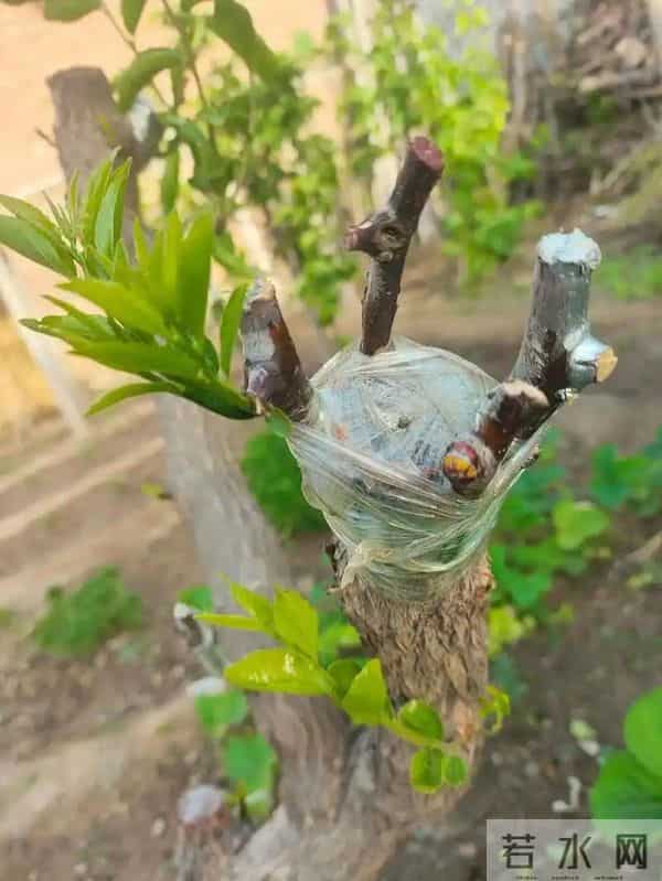 枣树别瞎种！试试嫁接这些树，果子又大又甜，看完我也心动了！